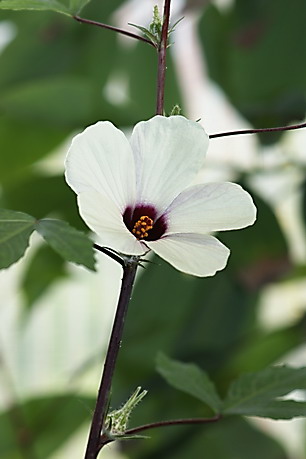 Hibiscus sabdariffa, Rosellehanf, Faserpflanze
